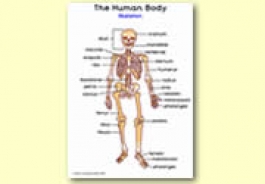 The Human Body Themed Resources