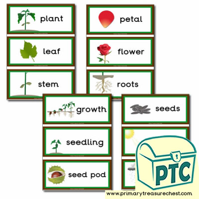 Plant Themed Flashcards