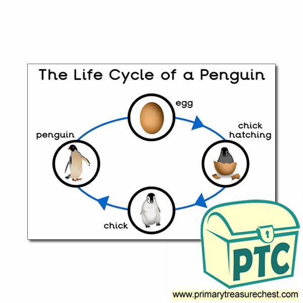 'The Life Cycle of a Penguin' A3 Poster