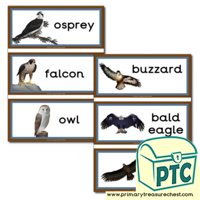 Birds of Prey Themed Flashcards