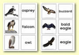 Bird Themed Resources