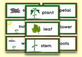 Plant Themed Resources