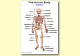 Our Bodies Themed Resources