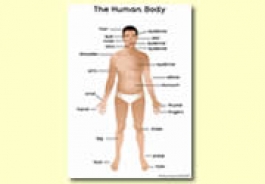 Our Bodies Themed Resources