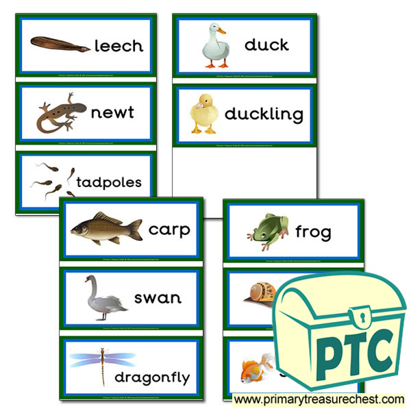 Pond Life Themed Flashcards