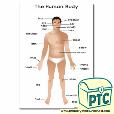 A4 'The Human Body' Poster with Labels