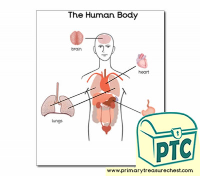 'Organs of the Human Body' poster 