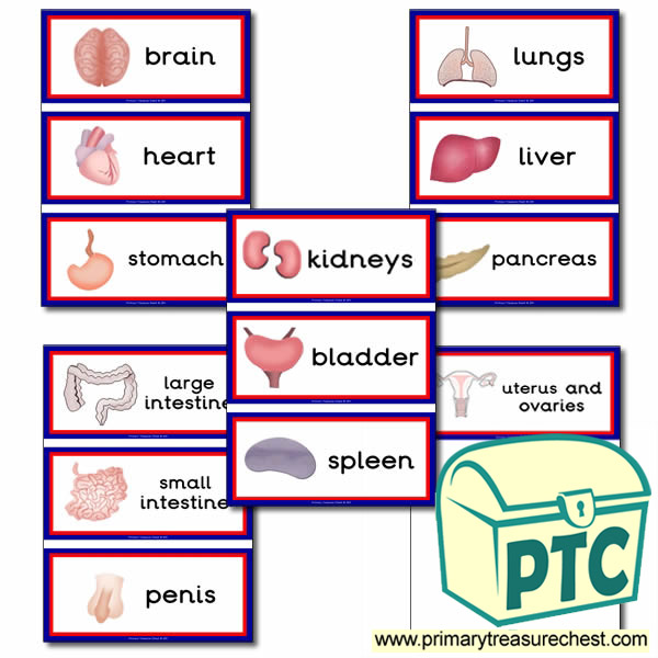 The Main Organs of the Human Body Flashcards