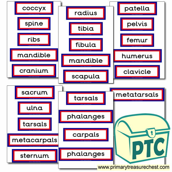 Double mounted effect 'Human Skeleton' themed display words. 