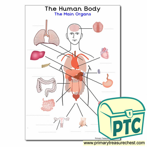 'Main Organs of the Human Body' A4 Worksheet (with spaces to label