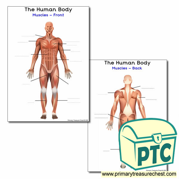 The Muscles of the Human Body Worksheet