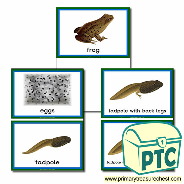 'The Life Cycle of a Frog' Sorting Cards