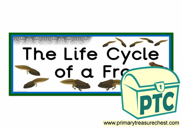 'The Life Cycle of a Frog' Display Heading/ Classroom Banner