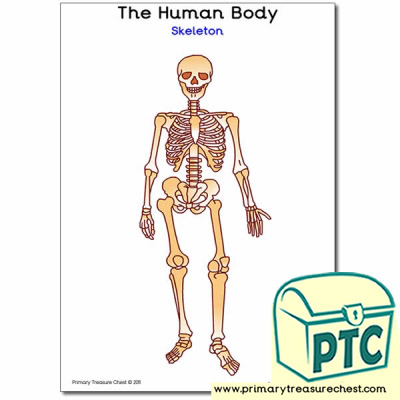 'Human Skeleton' A4 Poster (no labels)