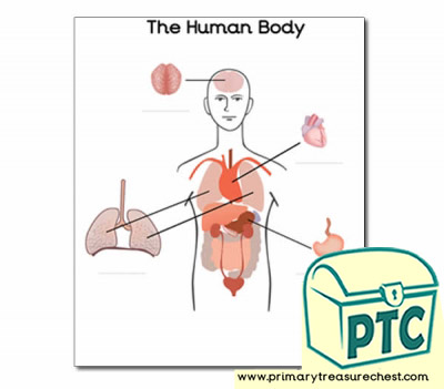 'Organs of the Human Body' Worksheet (with spaces to label)