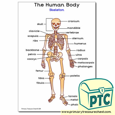 'Human Skeleton' A3 Poster (with labels)