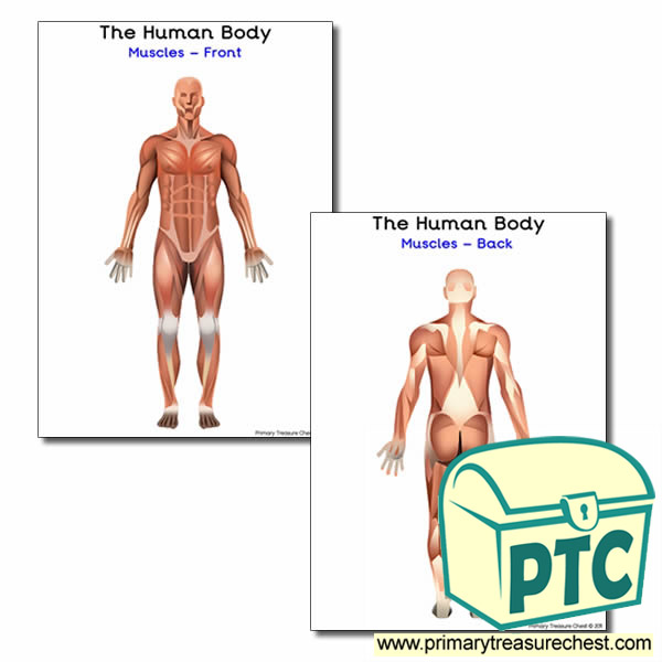 The Muscles of the Human Body Poster (blank) - Primary Treasure Chest