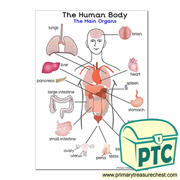 'The Main Organs of the Human Body' A4 Poster - Primary Treasure Chest