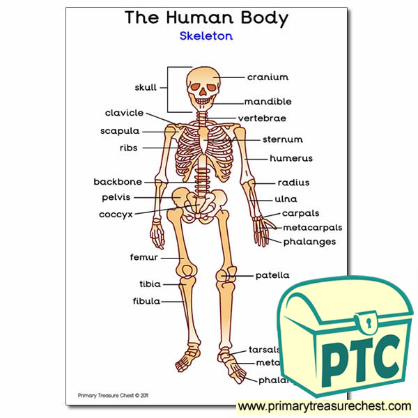 'Human Skeleton' A4 Poster (with labels) - Primary Treasure Chest