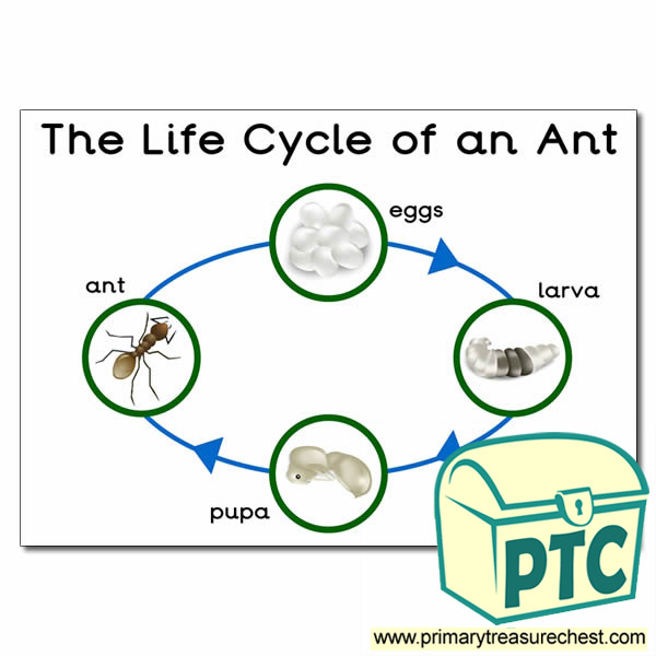 'The Life Cycle Of An Ant' Poster - Primary Treasure Chest