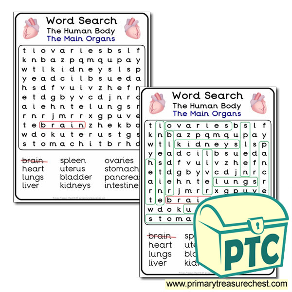 The Main Organs Word Search Primary Treasure Chest